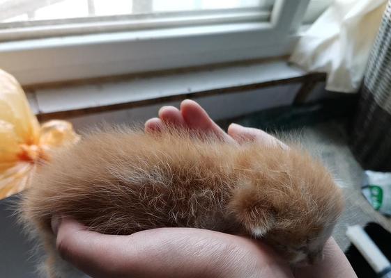 大猫什么时候不给小猫吃奶？母猫停止哺乳的信号有哪些？