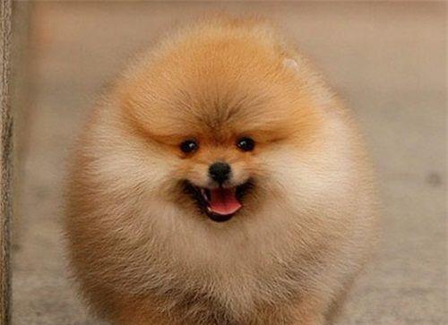 博美狗狗一天吃多少狗粮？博美犬的饮食标准是什么？