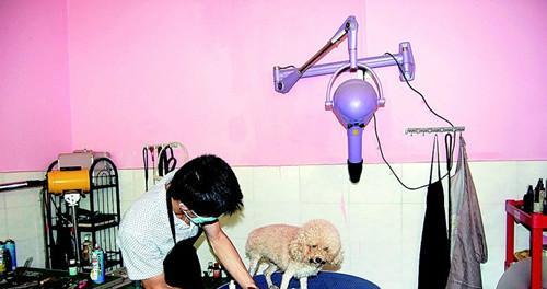 博美生过狗几个月再发情？博美犬的发情周期是怎样的？