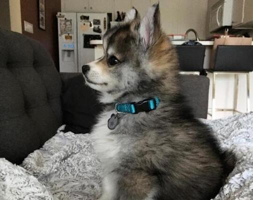 博美生过狗几个月再发情？博美犬的发情周期是怎样的？
