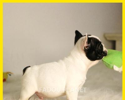 斗牛犬脱毛怎么办？斗牛犬脱毛的原因及解决方法有哪些？