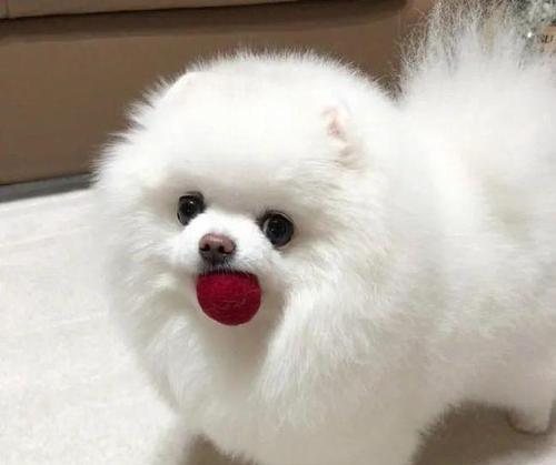 博美狗狗很聪明吗？博美犬的智商水平是怎样的？