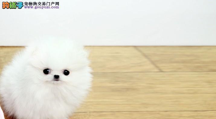 博美狗狗很聪明吗？博美犬的智商水平是怎样的？