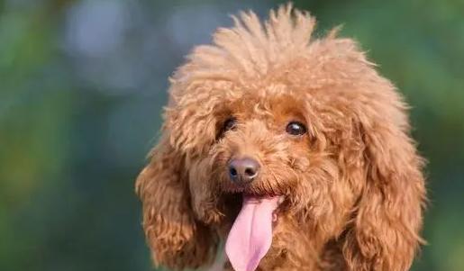 宠物狗泰迪能吃什么？泰迪犬的饮食注意事项有哪些？
