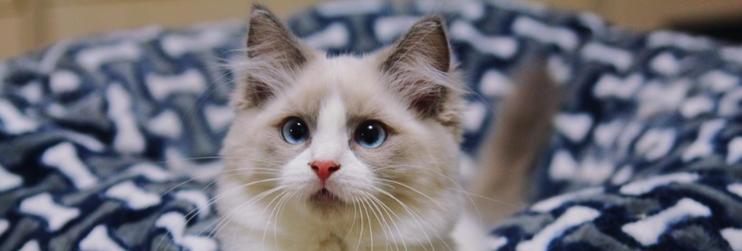 布偶猫吐毛球是什么样的？布偶猫吐毛球的原因有哪些？