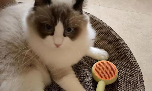 布偶猫吐毛球是什么样的？布偶猫吐毛球的原因有哪些？