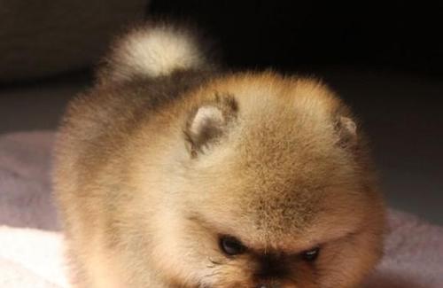 博美成狗喂什么？博美成犬的饮食标准是什么？