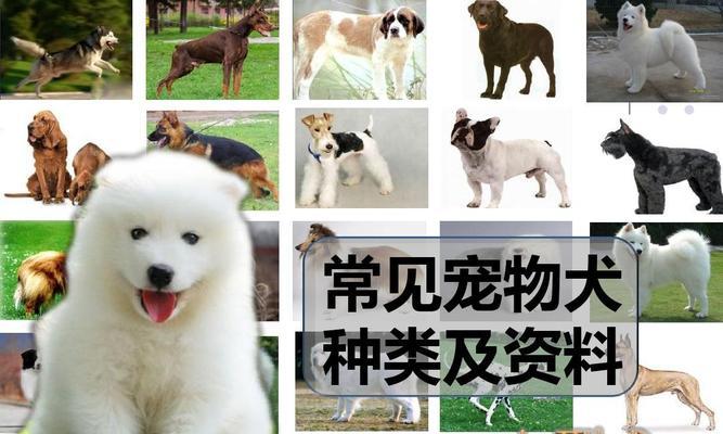狗狗取什么英文名好听又独特？如何选择适合狗狗的英文名字？