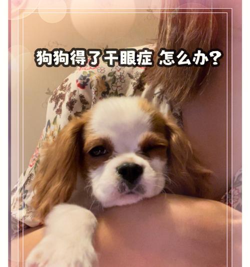 狗狗鼻泪管堵塞怎么办？通鼻泪管的正确方法是什么？