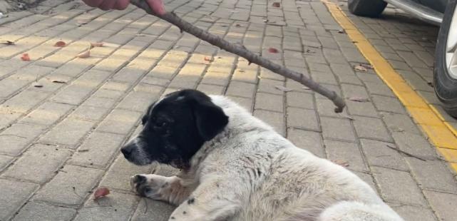狗狗伤口一直渗水怎么办？如何正确处理？