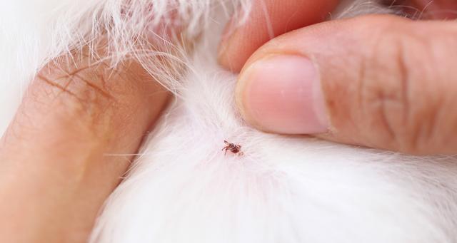 狗狗身上的蠕形螨怎么办？如何预防和治疗？