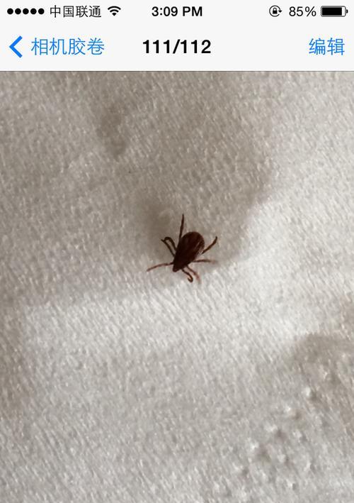 狗狗身上发现虫子怎么办？常见寄生虫有哪些？
