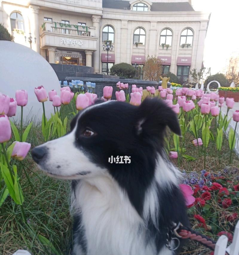 狗狗生完后应该吃什么？营养补充和饮食调整指南？
