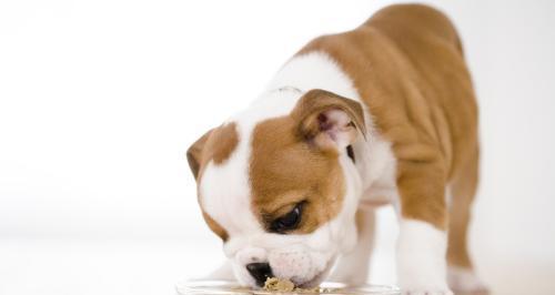 狗狗生小狗后饮食怎么调整？需要补充哪些营养？