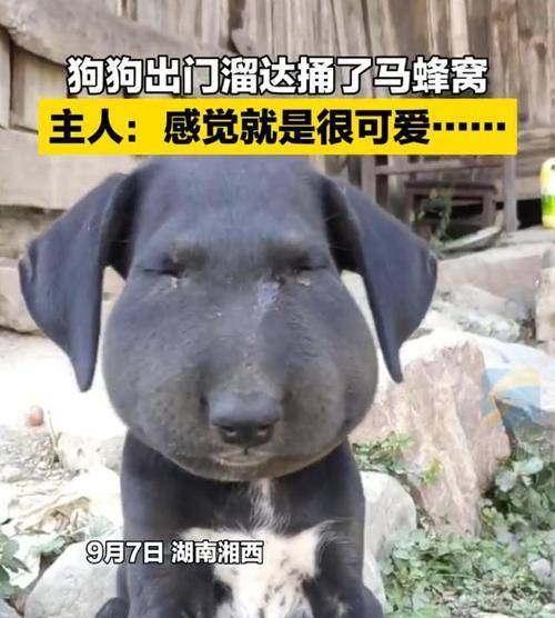狗狗什么时候断甲？断甲的最佳时间是什么时候？