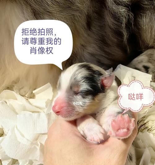 狗狗隔奶的最佳时间是什么时候？隔奶过程中需要注意哪些问题？