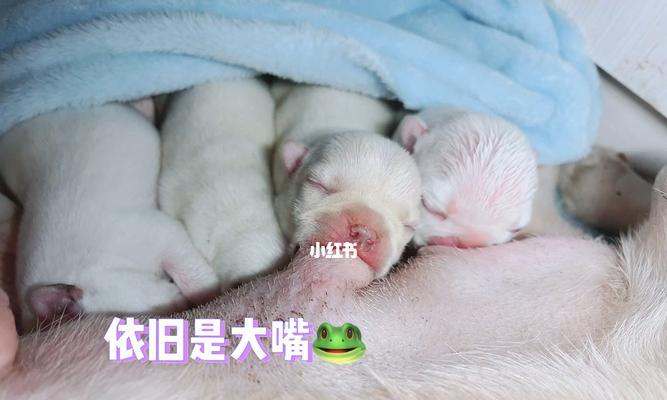 狗狗隔奶的最佳时间是什么时候？隔奶过程中需要注意哪些问题？