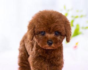 狗狗为什么喜欢吃纸？如何防止这种行为？