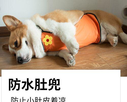 狗狗受冷了怎么办？如何正确保暖和护理？