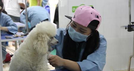 狗狗输液后多久能恢复？需要注意哪些事项？