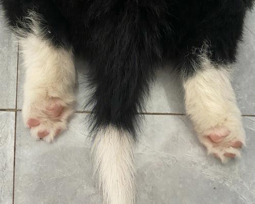 狗狗吐白色果冻状是怎么回事？需要立即就医吗？