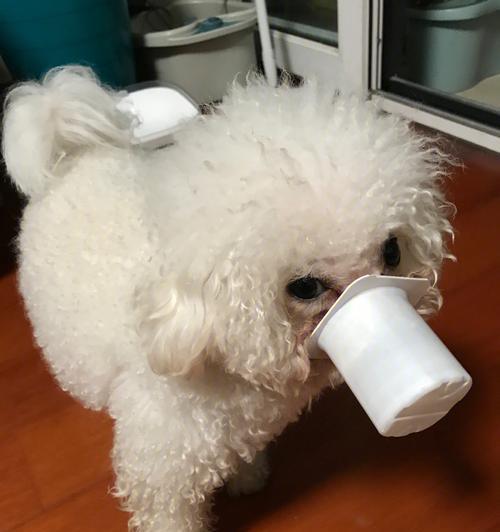 狗狗吐了还能吃酸奶吗？酸奶对狗狗的影响是什么？