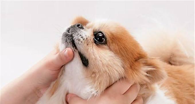 狗狗吐了应该打什么针？常见原因及处理方法是什么？