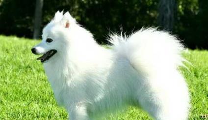 狗狗长白毛的原因是什么？如何应对老年犬的毛发变化？