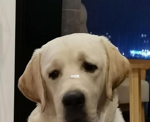 狗狗焦虑症的原因是什么？如何缓解狗狗的焦虑症状？
