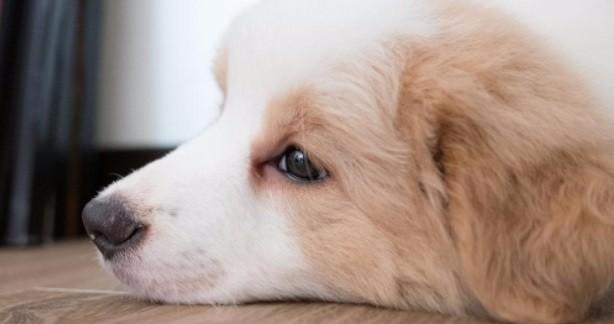 狗狗焦虑症的原因是什么？如何缓解狗狗的焦虑症状？