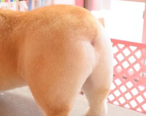 狗狗撅屁股是什么原因？背后隐藏的含义是什么？