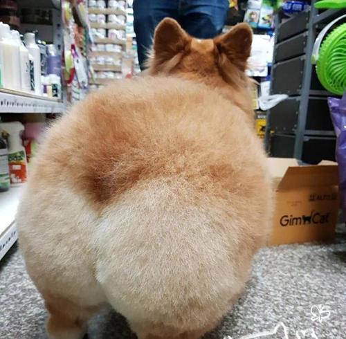 狗狗撅屁股是什么原因？背后隐藏的含义是什么？