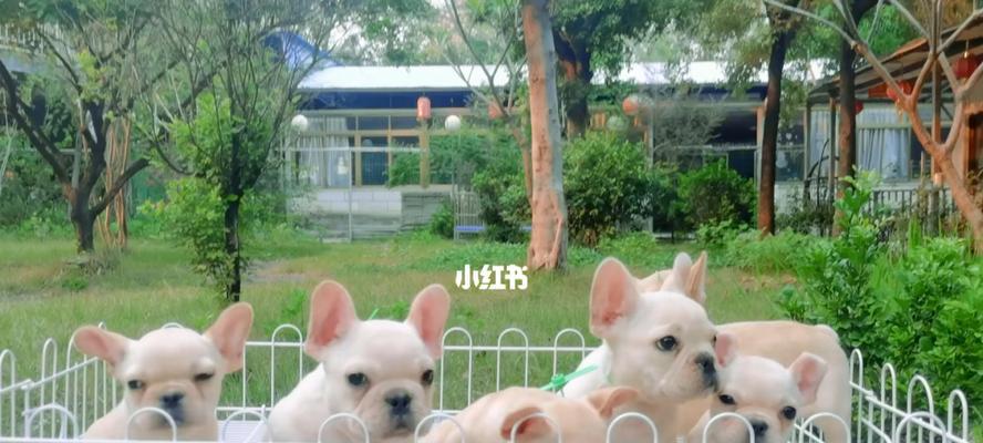 狗狗为什么老是跳？如何训练它们停止这一行为？