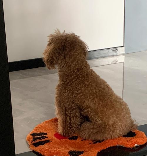狗狗钻床底的原因是什么？如何解决这个问题？