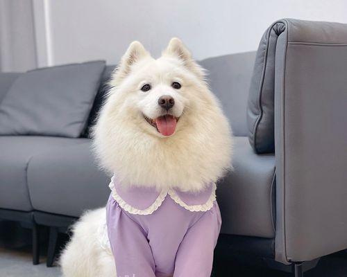 狗狗尾巴可以剃吗？剃尾对狗狗有什么影响？