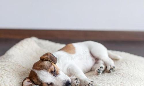 狗狗为什么喜欢四脚朝天？这种行为有什么含义吗？
