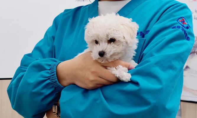 狗狗感染葡萄球菌怎么办？症状和治疗方法是什么？