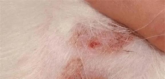 狗狗感染葡萄球菌怎么办？症状和治疗方法是什么？