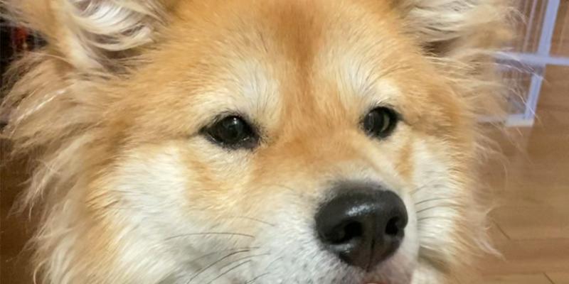 纯种土狗吃什么狗粮好消化吗？如何治狗狗不吃狗粮？