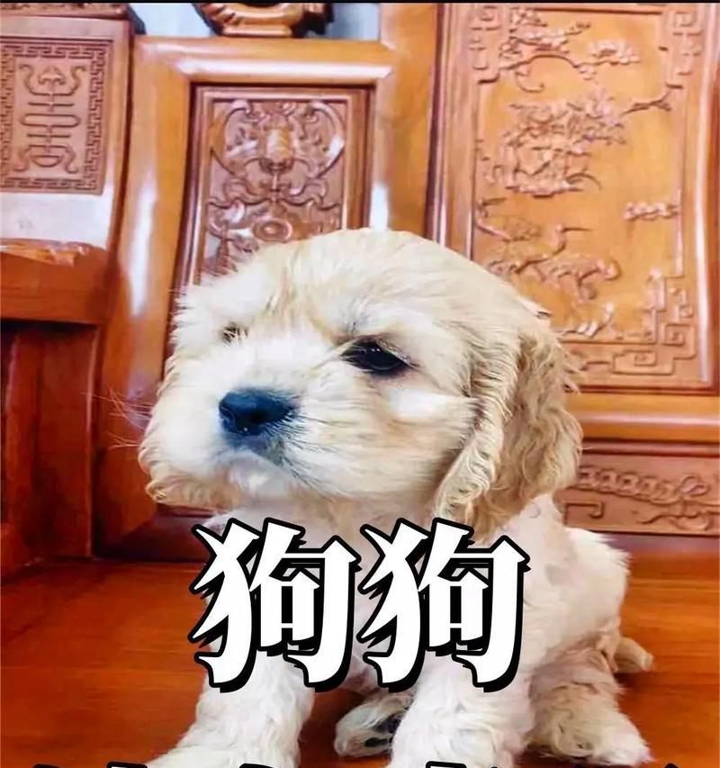 狗护食但是不吃狗粮怎么办？如何解决狗的护食行为？