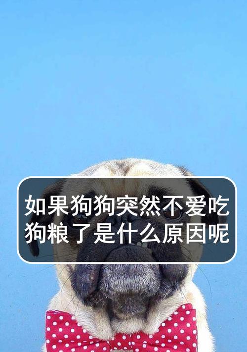 狗狗为什么突然不吃狗粮了？