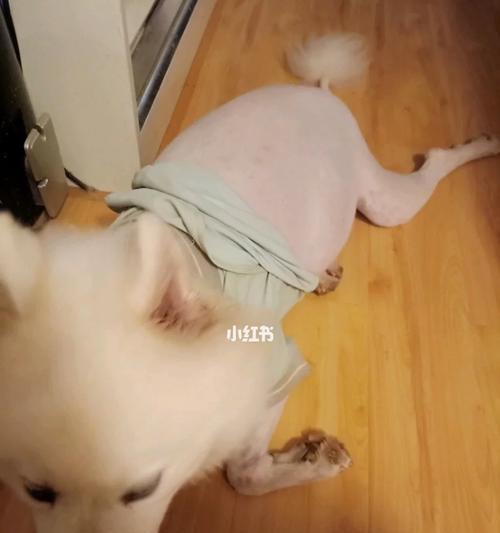 母狗生完孩子后何时可以开始喂狗粮？