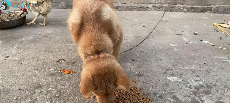 土狗不食狗粮与米饭该如何处理？