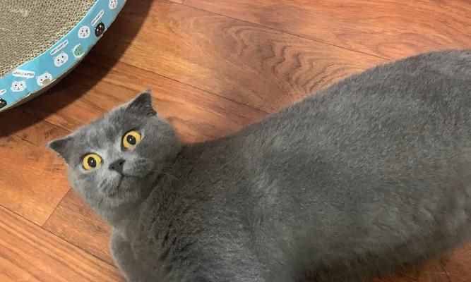 猫咪换粮期间大便不成形是正常的吗？