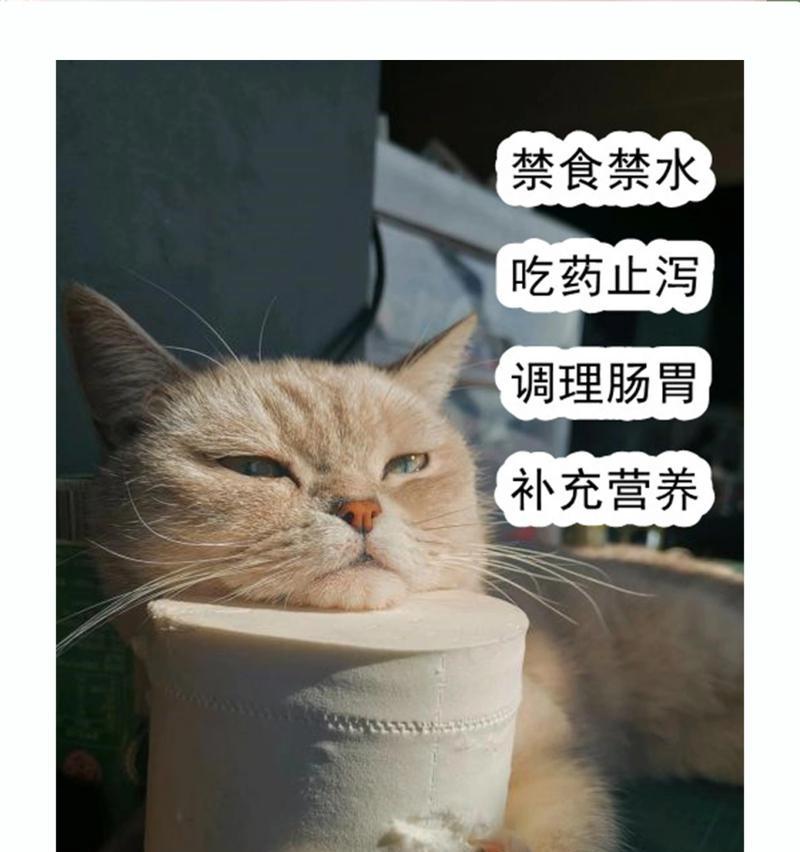 猫咪换粮拉稀怎么解？有哪些方法可以缓解猫咪拉稀？