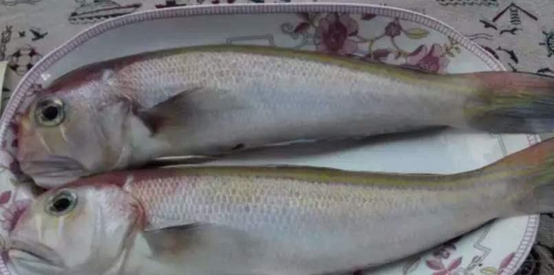 哪些鱼类食物对红斑狼疮患者有益？