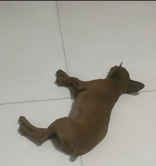 如何治疗护食的狗狗不吃狗粮？