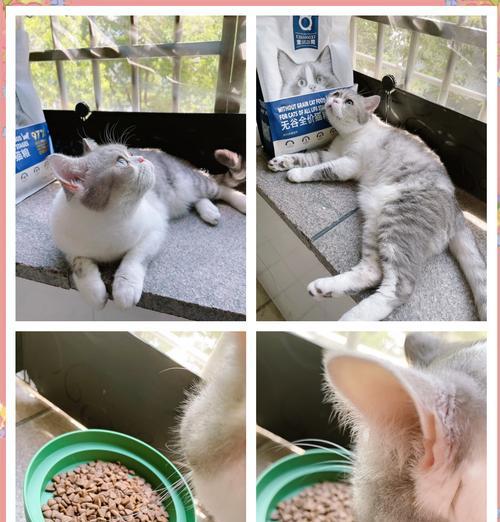 猫粮品种多会影响猫的食欲吗？