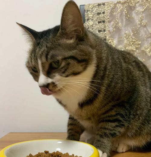 猫咪换粮导致大便不成形的有效解决方法？