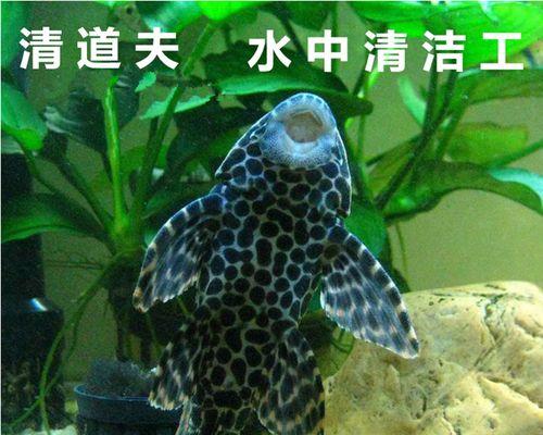 吃不完的鱼食要清理吗